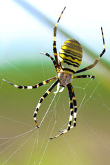 Wasp spider in web, orb-weaver spider in close-up macro, Argiope bruennichi. 