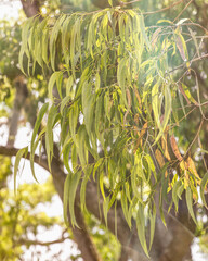 Gum tree, Eucalyptus foliage on a warm, sunny day. 