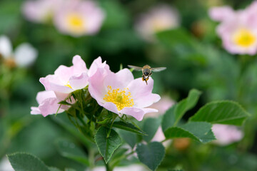 a bee flies to a rosehip flower. Honey bee Apis Mellifera collects nectar on a pink bush rose flower close-up. Delicate flowers on a green background. summer season. macro photo