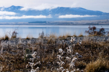 Road trip, Winter, Snowflake and frost over grass and wild flower, Lake Tekapo, Canterbury, New Zealand, South Island 