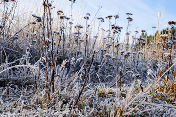 Road trip, Winter, Snowflake and frost over grass and wild flower, Lake Tekapo, Canterbury, New Zealand, South Island 