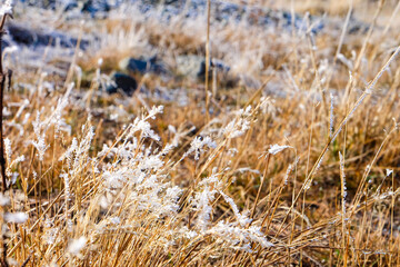 Obraz premium Road trip, Winter, Snowflake and frost over grass and wild flower, Lake Tekapo, Canterbury, New Zealand, South Island 