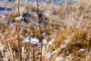 Fototapeta premium Road trip, Winter, Snowflake and frost over grass and wild flower, Lake Tekapo, Canterbury, New Zealand, South Island 