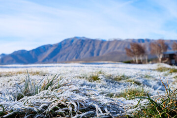 Road trip, Winter, Snowflake and frost over grass and wild flower, Lake Tekapo, Canterbury, New Zealand, South Island 