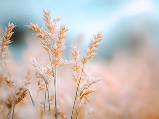 blurred oat field background