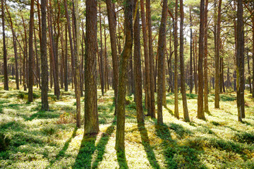 Pine forest at Sandhamn in Stockholm archipelago