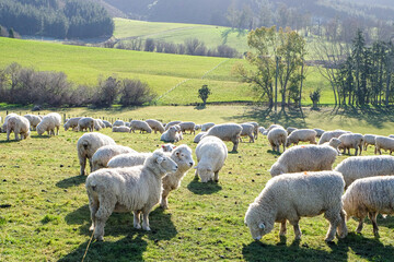 Obraz premium Sheep on the way, road trip at Fairlie, Canterbury, New Zealand, Road trip from Lake Tekapo to Christchurch, South Island 