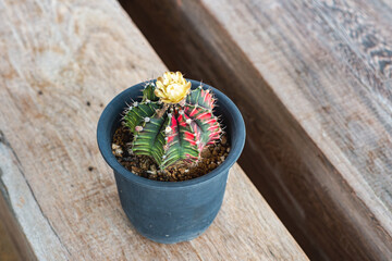Lophophora williamsii, Cactus or succulents tree decorated in a plant pot on a wooden table, shade-tolerant plant, hobby, ornamental plant propagation