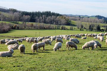 Fototapeta premium Sheep on the way, road trip at Fairlie, Canterbury, New Zealand, Road trip from Lake Tekapo to Christchurch, South Island 