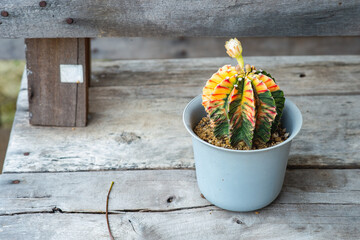 Lophophora williamsii, Cactus or succulents tree decorated in a plant pot on a wooden table, shade-tolerant plant, hobby, ornamental plant propagation