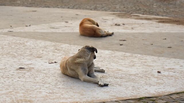 Two stray dogs are resting on the street