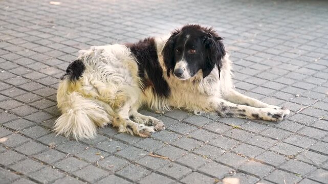 Alone black and white color stray dog rests in the street