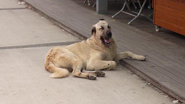 Alone stray dog rests in the street