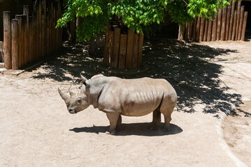 Obraz premium White Rhinoceros Standing in a Sunny Enclosure