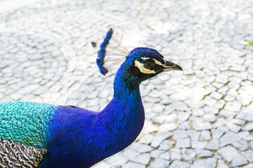 Fototapeta premium Male Peacock Displaying Feathers in a Garden Setting