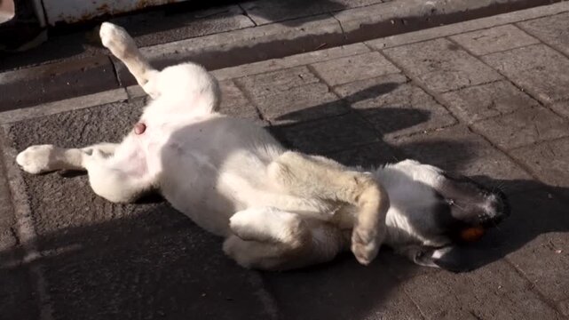 puppy on the street plays with a slice of bread in his mouth