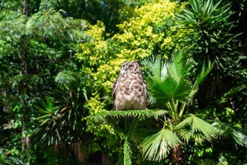 A Wise Owl Perched on a Palm Tree in a Lush Tropical Garden