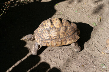 Fototapeta premium Leopard Tortoise Walking on a Sandy Path in the Afternoon Sun