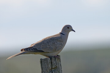 Tourterelle turque - Streptopelia decaocto