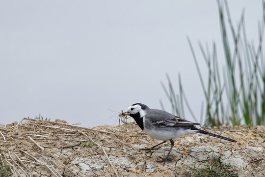 Bergeronnette grise- Motacilla alba - Hoche queue gris - passereaux - motacillid&eacute;s
