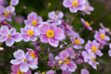 anemone flowers in the garden, summertime