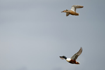 Canard souchet - Spatula clypeata