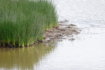 Bécassine des marais  - Gallinago gallinago
