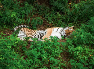 The Siberian tiger or Amur tiger enjoying and laying in the grass, resting in the Russian Far East, Primorsky kray