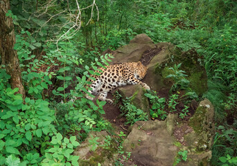 The Amur leopard (Panthera pardus orientalis) enjoying and laying on the stone, resting in the Russian Far East, Primorsky kray
