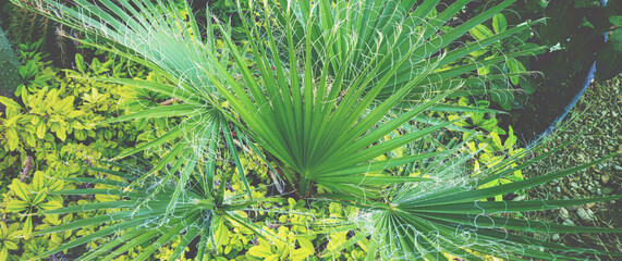 Palm tree leaves nature background