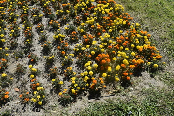 field of yellow flowers