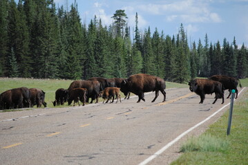 Bisons überqueren die Strasse