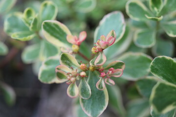 Sedum kamtschaticum Rozchodnik kamczacki Variegatum