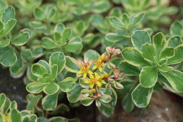 Sedum kamtschaticum Rozchodnik kamczacki Variegatum