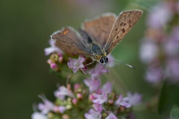 Lycaena tityrus, the sooty copper, is a butterfly of the family Lycaenidae, found in Europe.