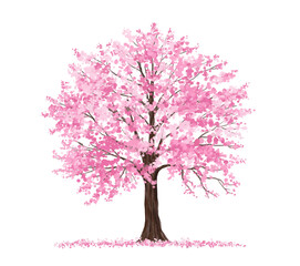 Obraz premium Vector of Sakura tree or blooming side view isolated on white background ,watercolor tree elevation for landscape concept,environment scene,eco design,blossom garden for spring