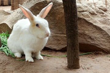 Lovely bunny  fluffy baby rabbit 