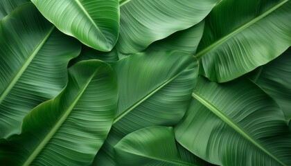 A collection of large green leaves creating a vibrant and lush natural background for design or decoration.