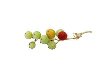 A cluster of the berries of white hops (Bryonia alba) in 