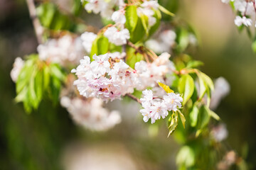 Close up of light pink blooming sakura branch, beautiful white sakura flowers blooming on sunny day, blooming sakura tree in spring garden, landscape and wallpaper background