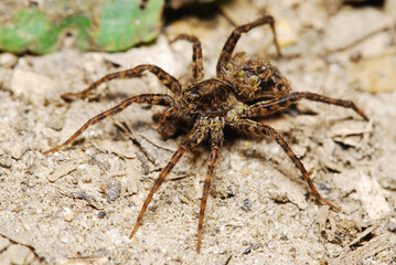 Female of wolf spider with newborn offspring on her abdomen
