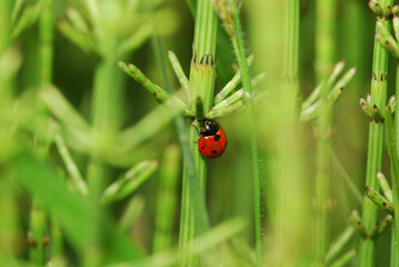 Ladybug in surraunding green sprouts of  Equisetum arvense