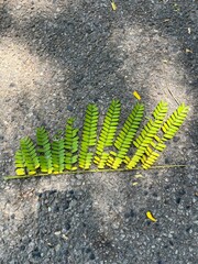 Persian silk tree, branch on asphalt