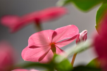 Close-Up of a Pink Madagascar Periwinkle Flower with Blurred Background