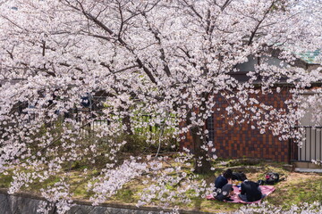 満開の桜の下で春を楽しむ若い二人　兵庫県西宮市夙川公園にて
