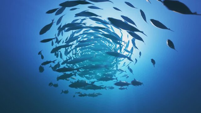 Underwater Scene of Mackerel Swarm Creating Bait Ball, Sunlight Illuminating Rapidly Spinning Fish