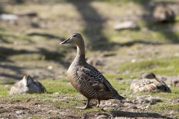 common eider