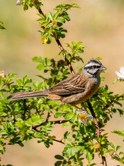 Rock bunting