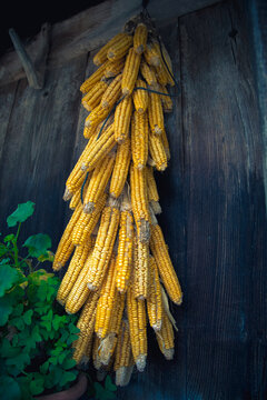 Typical ear of corn hanging from an Asturian horreo or granary