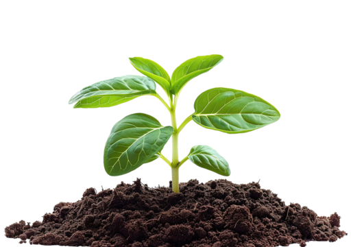 Young plant shoots growing from isolated soil. PNG